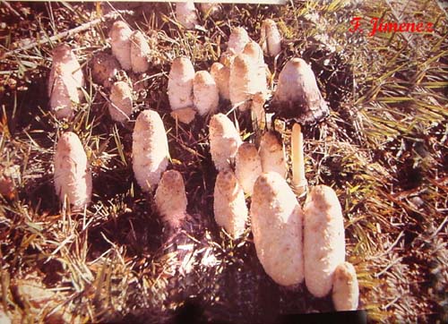 Coprinus comatus